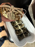 【活蟹】陽澄沁沁精品大閘蟹 現(xiàn)貨鮮活特大螃蟹 爆黃螃蟹生鮮禮盒 公3.3-3.6母2.3-2.6兩 5對10只裝 曬單實拍圖