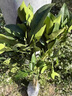 柚子樹苗紅心紅肉蜜柚嫁接果樹果苗南方北方種植當(dāng)年結(jié)果三紅蜜柚 泰國青柚 二年苗 曬單實拍圖