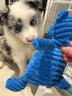 純種隕石邊牧幼犬邊境牧羊犬活體七白三通黑白金邊中型犬寵物小狗 血統(tǒng)級 隕石色 公 曬單實拍圖