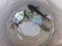 熊火鉛皮30枚環(huán)保軟芯刻度鉛釣魚鉛墜鉛皮卷快速克度鉛釣魚配件套裝 曬單實(shí)拍圖