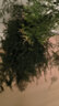行湘文竹盆栽綠植花卉桌面盆景 大文竹+中號(hào)藝術(shù)線陶瓷盆 源頭直發(fā) 曬單實(shí)拍圖