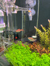 Atman魚(yú)缸加熱棒小型烏龜米缸自動(dòng)恒溫加溫器熱帶魚(yú)HCH THE 【藍頭升級 短款】適45-100L內缸 TH-200W 曬單實(shí)拍圖