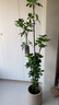 羅曼媽媽仿真綠植鴨腳木高端輕奢室內客廳大盆栽羅曼媽媽仿生植物落地裝飾 1.8米5桿特型鴨腳木送PP盆奶茶棕 曬單實(shí)拍圖