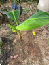 粉蕉苗香蕉苗樹(shù)苗南方矮化蕉抗寒南方紅香安南蕉帶土帶葉當年結果 粉蕉苗2棵 20-30高 曬單實(shí)拍圖