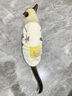 阿莫爾貓咪衣服秋冬季保暖衛衣防掉毛英短藍貓布偶小貓幼貓寵物狗狗馬甲 口袋熊衛衣 XL-約10-10斤胸圍50cm背長(cháng)40cm 曬單實(shí)拍圖