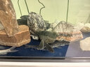 采緹（CAITI）壯體沙鰍原生冷水魚(yú) 漓江副鰍底層工具魚(yú)吃殘渣糞便清潔魚(yú)九間鼠 純正壯體沙鰍2條(5-6cm) 曬單實(shí)拍圖