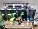 森森（SUNSUN）魚(yú)缸過(guò)濾器制氧過(guò)濾一體機凈水循環(huán)三合一循環(huán)水泵壁掛魚(yú)馬桶 小號5W壁掛（適合40cm以?xún)若~(yú)缸） 曬單實(shí)拍圖