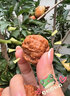 禎菩堂 文玩核桃原樹(shù)蛤蟆頭獅子頭元寶粗筋四座樓悶尖磨盤(pán)蘋(píng)果園白獅子 精選36-37mm蛤蟆頭（一對） 曬單實(shí)拍圖