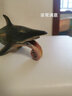 林暢模玩白堊紀兒童恐龍玩具影版海底生物仿真動(dòng)物史前巨獸海洋模型手辦 旋齒鯊 曬單實(shí)拍圖