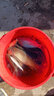 爬爬龍串鉤釣組防纏繞3鉤綁好鯽魚鉤海桿筏竿黃辣丁丸世金袖鉤三鉤 [手工精綁3鉤]丸世3鉤-10付 5號 曬單實拍圖
