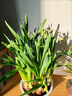 漳州水仙花盆栽水養(yǎng)種球冬季花卉綠植客廳水培室內植物好養(yǎng)年宵花 水仙花【塑料盆】一盆裝滿/帶根帶芽 帶盆栽好 曬單實拍圖