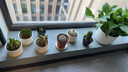 綠蔭巷子仙人掌球多肉植物盆栽室內(nèi)類電腦桌面綠植小盆栽組合好養(yǎng)肉肉盆景 推薦【易養(yǎng)五盆組合】白瓷含托盆 含盆 曬單實(shí)拍圖