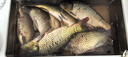 威拓森魚(yú)線主線日本進(jìn)口綁好釣魚(yú)主線臺(tái)釣線組魚(yú)線套裝pe線全套組合成品 7.2m【8字環(huán)款】3卷 3號(hào) 曬單實(shí)拍圖