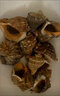 鮮活大海螺現挖現發(fā)大中小超肥新鮮海螺特產(chǎn)鮮活海鮮水產(chǎn)螺類(lèi)貝類(lèi) 1斤試吃裝/ 500g 12-15只/斤，極小 曬單實(shí)拍圖