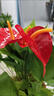 仿真花綠植紅掌假花擺件客廳裝飾綠色植物落地桌面擺放假花盆栽 18頭紅掌(1枝) 曬單實(shí)拍圖