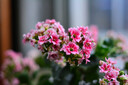 永諾（YONGNUO） 50mm F1.8II一代二代 適用微單小痰盂鏡頭大光圈定焦支持手動(dòng)對(duì)焦人像適用單反EF口索尼E口 YN50mm F1.8N尼康F口 曬單實(shí)拍圖
