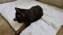 咯咪純種德牧幼犬狗狗活體弓背犬寵物狗幼崽德國牧羊犬黑背狼狗大型犬 母 曬單實拍圖