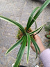 種花迷水培植物金邊吊蘭盆栽室內(nèi)綠植花卉好養(yǎng)植物客廳桌面凈化空氣花草 金邊吊蘭2盆（120#原盆） 含盆 曬單實拍圖