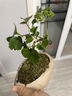 臨雅錢(qián)多多造型盆景福祿桐花卉盆栽易活四季桌面綠植室內辦公室吸甲醛 錢(qián)多多-巖石盆-密胺托盤(pán)-無(wú)相僧 曬單實(shí)拍圖