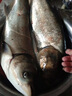 東釣主錨魚(yú)竿專(zhuān)業(yè)錨桿拋竿拋竿插節竿三節并繼竿遠投竿超硬超輕插節海竿 4.5m 半富士藍 無(wú)規格 曬單實(shí)拍圖