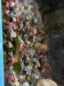 春瑞黑壳虾水族箱水草缸清洁除藻工具淡水观赏虾大和藻虾宠物活体饲料 黑壳150+50抵损耗 实拍图