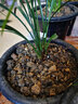 云南自然老種蘭花苗 蓮瓣蘭【丹頂鶴】濃香花卉園藝盆景 組培3苗28.88 不含盆 曬單實拍圖