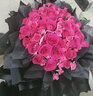 MO&Co.泡芙羽絨服冬季獨(dú)立圍脖輕暖飽滿(mǎn)大方格中長(zhǎng)款簡(jiǎn)約摩安珂 米白色-第2批 S 160 曬單實(shí)拍圖