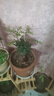 薌苒小葉紫檀盆景樹樁老樹樁小樹苗地栽盆栽苗小葉紫檀樹苗 30厘米盆栽苗(獨(dú)桿)（含盆） 一棵 曬單實(shí)拍圖