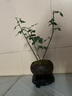 幼薇月季花卉綠植盆栽爬藤開(kāi)花植物四季玫瑰果汁陽(yáng)臺藤本薔微型小盆景 月季+舍得紫砂盆+圓形底盤(pán) 帶盆栽好 曬單實(shí)拍圖