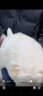 優(yōu)寵奇派松獅犬幼犬活體幼崽純種寵物狗狗松獅犬 寵物級 公 曬單實(shí)拍圖