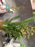 劉閣蘭花 蘭花香水文心蘭花卉盆栽 黃色帶6-7支花劍苔蘚球配底座源頭直發(fā) 曬單實(shí)拍圖