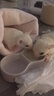 小囧家無乳糖羊奶粉倉鼠專用奶粉蜜袋鼯幼蜜營養(yǎng)糧食松鼠花枝鼠幼崽奶瓶 兩盒  5g*40袋 曬單實拍圖