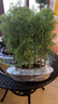 水杉樹(shù)苗客廳桌面微型小盆景水松樹(shù)云杉水培植物室內(nèi)好養(yǎng)盆栽綠植 叢林水杉一盆7棵（培育盆發(fā)貨） 帶土球不帶盆 曬單實(shí)拍圖