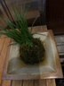 菖蒲盆景水養菖蒲草苔蘚球盆栽植物室內生態(tài)綠植造景四季青好養活 苔蘚球金錢(qián)菖蒲（不含托） 曬單實(shí)拍圖