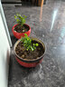 沭之美茉莉花盆栽花卉植物室內(nèi)客廳陽臺 茉莉花+仿木桶塑料盆 源頭直發(fā) 曬單實拍圖