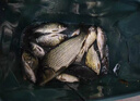光威（GW）智影本流超細碳素超輕超硬28調中長(cháng)節強力手竿湖庫傳統釣炮竿晨湖 10m 智影本流+硬稍+前三節 曬單實(shí)拍圖