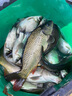 小鳳仙輕口鯽魚(yú)漂醒目加粗浮漂高靈敏野釣魚(yú)漂粗尾NI03-3鯽鯉綜合 曬單實(shí)拍圖