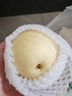 澤鮮達(dá)新疆天山雪梨大果正宗脆甜多汁新鮮孕婦水果雪花白皮梨雪花梨 2斤精選裝 曬單實(shí)拍圖