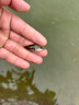 鱖魚(yú)苗桂花魚(yú)苗淡水養殖食用翹嘴鱖大眼鱖斑鱖魚(yú)肉食活體紅紋鱖魚(yú) 鱖魚(yú)苗3-4厘米50條送10%防損 曬單實(shí)拍圖