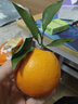 CLCEY江西橙子贛南臍橙特級新鮮水果當季產(chǎn)地直發(fā)10斤裝贛南特產(chǎn) 10斤（含紙箱） 70mm-89mm 原生態(tài)精品種植中果 曬單實(shí)拍圖