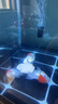 AIPHAROW精品丹頂紅 鶴頂紅金魚(yú)活體觀(guān)賞魚(yú)活體 冷水魚(yú) 鴻運(yùn)當(dāng)頭 招財(cái)金魚(yú) 鴻運(yùn)當(dāng)頭11-12CM3條裝 曬單實(shí)拍圖