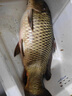 千壽釣線(xiàn)柔軟魚(yú)線(xiàn)日本進(jìn)口超強拉力競技黑坑尼龍線(xiàn)釣魚(yú)線(xiàn) 子線(xiàn)1.5 曬單實(shí)拍圖