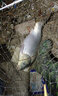威拓森鯽魚(yú)散炮黑坑專(zhuān)用餌料野釣散泡窩料冬季釣魚(yú)奶香魚(yú)餌打窩 【腥香型，針對低溫、瘦水】1斤 曬單實(shí)拍圖