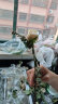 幽客玉品情人节鲜花速递红玫瑰花束表白送女友老婆生日礼物全国同城配送 33朵香槟玫瑰花束——韩式新款 实拍图