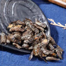 北京同仁堂牛虻蟲(chóng)中藥材100克虻蟲(chóng)粉氓牤精選野生蚊子牛蠅綠頭猛 大虻蟲(chóng)250克(正品完整） 曬單實(shí)拍圖