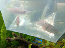 剛果美人魚霓虹魚石美人群游扯旗全公草缸群游中小型熱帶觀賞活體 2條石美人4-5厘米（公魚微發(fā)色 曬單實(shí)拍圖