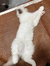 派乐特 逗猫激光笔猫玩具伍德氏灯猫藓灯二合一检测笔 实拍图