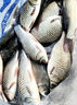 祥釣翁鯽魚專用爆護(hù)餌料野釣全能腥香鯽魚魚食黑坑比賽強(qiáng)效誘魚鯽魚餌料 一袋 曬單實(shí)拍圖