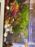 魚缸造景石頭水族箱龜缸多肉底砂雨花石熱敷鵝卵石子 鵝卵石(1-3)厘米一斤 曬單實(shí)拍圖