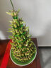 京云夢竹塔富貴竹盆栽綠植節(jié)節(jié)高新居發(fā)財(cái)客廳盆景5層+盆架子源頭直發(fā) 曬單實(shí)拍圖